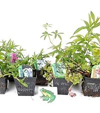 8 Frog potted