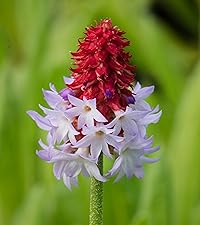 primula vialii