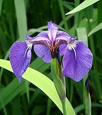 Iris Setosa Bog Iris
