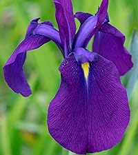 iris ensata