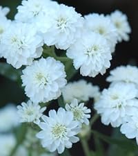 Achillea ptarmica 'The Pearl'