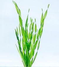 Vallisneria Spiralis Torta