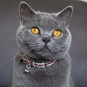 Dog collar Size Guide