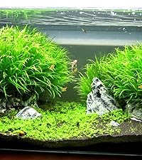 Blyxa Japonica