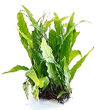 Java Fern