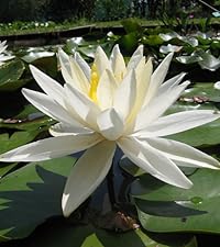 Water Lily White Gladstoniana
