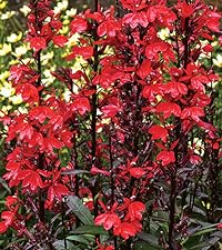 Lobelia Cardinalis