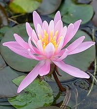 Water Lilies (Small)