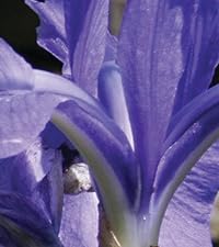 Iris Laevigata common