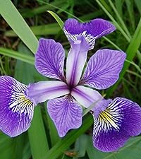 Iris versicolor - Blue Flag