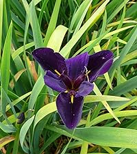 Iris louisiana ‘Black Gamecock’