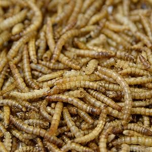 Chaffinch perched on a twig, perfect food for finches and other songbirds 