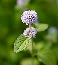 Mentha Aquatica