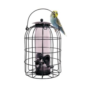 Premium Seed Bird Feeder with Squirrel Guard - Squirrel & Pigeon Proof Bird Feeders UK - Durable Outdoor Peanut Feeders for Birds with Choice of Pack Size