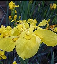 Iris pseudacorus Flora Pena