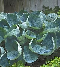 Hosta Drinking Gourd