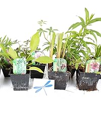8 potted Dragonfly