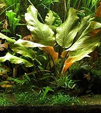 Cryptocoryne Blassii