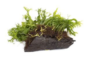 Lincolnshire Pond Plants Ltd Java Moss Growing on Bogwood *Vesicularia DUBYANA* Live Plants