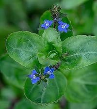Veronica beccabunga (Brooklime)