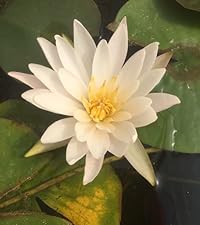 Water Lily Mrs C W Thomas