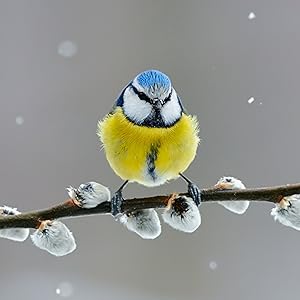 Robin perched on a twig, perfect food to encourage wild birds to thrive in your garden.