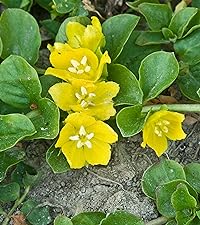 Lysimachia nummularia (Creeping jenny)
