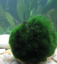 Marimo Moss Balls