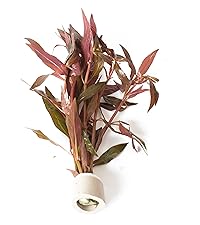 Alternanthera Cardinalis