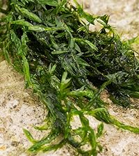 Fontinalis Antipyretica