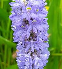 Pontederia Cordata