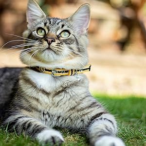 matching cat collars
