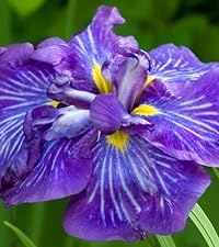 Iris Ensata Electric Rays