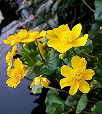 Caltha palustris (King cup or Marsh marigold)