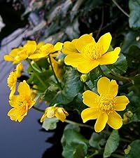 Caltha palustris (King cup or Marsh marigold)