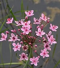 Butomus umbellatus