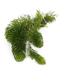Ceratophyllum (Hornwort)