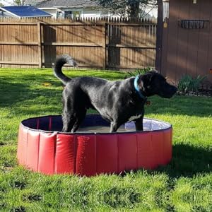 dog pool