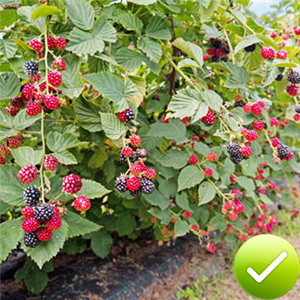 Womens Gardening Gloves Thorn Proof Gardening Gloves Garden Gloves for Men Rose Gloves Work Gloves