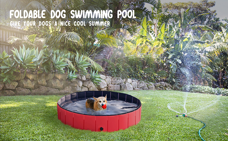 dog pool