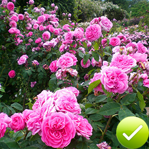 Gardening Gifts for Women Ladies Gardening Gifts for Men Mothers Day Gardening Gifts for Mum / Her