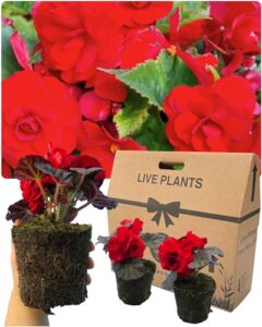 Begonia Plants Outdoor Garden Ready - 6 Red Outdoor Non Stop Begonias. Live Summer Planting. Large 1ltr Potted Size. Well Rooted & Established