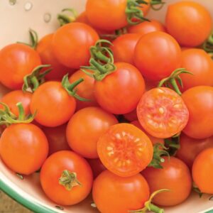 Cherry Tomato 'Sungold Supersweet'. Plug Plant x 5. Incredibly Sweet Orange Tomatoes. Available from Bedwen Plants
