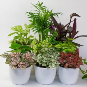 9 x House Plants - Indoor Plants in 9cm Plant Pot
