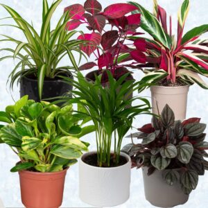 6 x Pet Friendly House Plants – Indoor Plants for Living Room Accessories