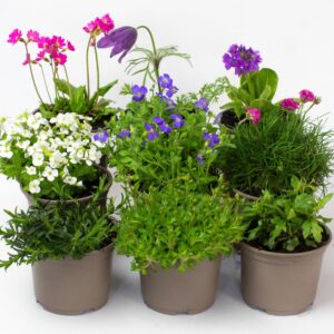 9 x Rockery Plants - Perennial Garden Ready Flowers in 10.5cm Plant Pot