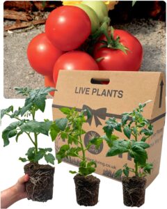 Tomato Plants for Sale Ready to Plant Now - 3 Large & Live Plants for Summer Planting Outdoor. 1ltr Potted Size. Well Rooted & Established