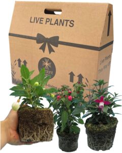 Fuchsia 3 Large Garden Ready Plants - Well Rooted & Established 1ltr Pot Size Bedding to Plant Now