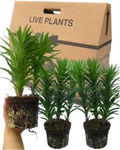 Lily Plants Outdoor Garden Ready - Grown in Large 1Ltr Pots