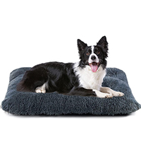 dog bed